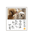 ポメシーチワシートイプー家族♡（個別スタンプ：38）
