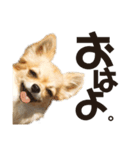 チワワのポポさん4（個別スタンプ：4）