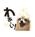 チワワのポポさん4（個別スタンプ：5）