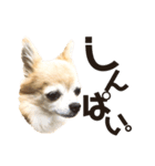 チワワのポポさん4（個別スタンプ：12）