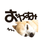 チワワのポポさん4（個別スタンプ：23）
