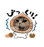 毛玉怪獣つな猫スタンプ1（個別スタンプ：7）