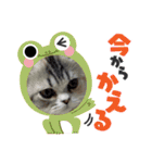 毛玉怪獣つな猫スタンプ1（個別スタンプ：8）
