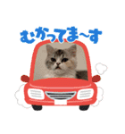 毛玉怪獣つな猫スタンプ1（個別スタンプ：9）