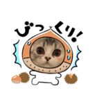 毛玉怪獣つな猫スタンプ1（個別スタンプ：15）
