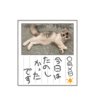 毛玉怪獣つな猫スタンプ1（個別スタンプ：18）