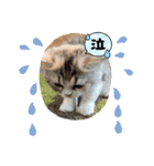 毛玉怪獣つな猫スタンプ1（個別スタンプ：19）