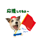 ラッシーめんこちゃん（個別スタンプ：1）