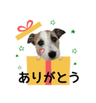 ラッシーめんこちゃん（個別スタンプ：8）