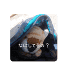 とらのことらこ②（個別スタンプ：12）
