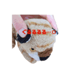 とらのことらこ②（個別スタンプ：20）