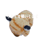 とらのことらこ②（個別スタンプ：23）