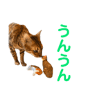 noah＆tora（個別スタンプ：3）