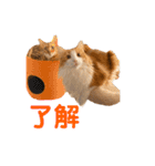 noah＆tora（個別スタンプ：10）