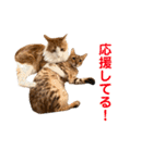 noah＆tora（個別スタンプ：11）