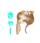 noah＆tora（個別スタンプ：12）