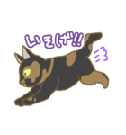 サビ猫さんご（個別スタンプ：16）