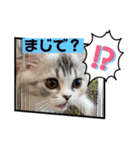 毛玉怪獣つな猫スタンプ2（個別スタンプ：2）
