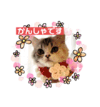 毛玉怪獣つな猫スタンプ2（個別スタンプ：4）