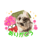 毛玉怪獣つな猫スタンプ2（個別スタンプ：5）