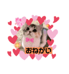 毛玉怪獣つな猫スタンプ2（個別スタンプ：7）
