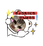 毛玉怪獣つな猫スタンプ2（個別スタンプ：10）