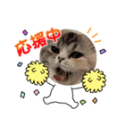 毛玉怪獣つな猫スタンプ2（個別スタンプ：11）