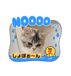 毛玉怪獣つな猫スタンプ2（個別スタンプ：17）