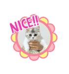毛玉怪獣つな猫スタンプ2（個別スタンプ：22）