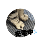 ジィルスタンプ⑤（個別スタンプ：12）