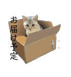 ジィルスタンプ⑤（個別スタンプ：20）