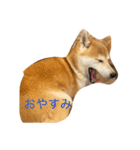 しばいぬらぶ2（個別スタンプ：3）