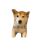 しばいぬらぶ2（個別スタンプ：4）