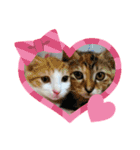 かりんと愉快な仲間たち♪(猫・ねこ・ネコ)（個別スタンプ：1）