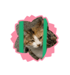かりんと愉快な仲間たち♪(猫・ねこ・ネコ)（個別スタンプ：2）