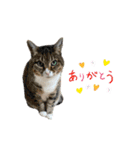 かりんと愉快な仲間たち♪(猫・ねこ・ネコ)（個別スタンプ：5）