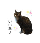 かりんと愉快な仲間たち♪(猫・ねこ・ネコ)（個別スタンプ：6）
