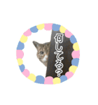 かりんと愉快な仲間たち♪(猫・ねこ・ネコ)（個別スタンプ：7）
