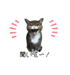 かりんと愉快な仲間たち♪(猫・ねこ・ネコ)（個別スタンプ：8）