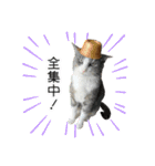 かりんと愉快な仲間たち♪(猫・ねこ・ネコ)（個別スタンプ：9）