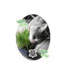 かりんと愉快な仲間たち♪(猫・ねこ・ネコ)（個別スタンプ：10）