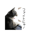 かりんと愉快な仲間たち♪(猫・ねこ・ネコ)（個別スタンプ：11）