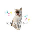 かりんと愉快な仲間たち♪(猫・ねこ・ネコ)（個別スタンプ：13）