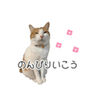 かりんと愉快な仲間たち♪(猫・ねこ・ネコ)（個別スタンプ：14）