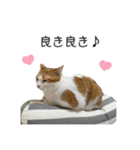 かりんと愉快な仲間たち♪(猫・ねこ・ネコ)（個別スタンプ：16）