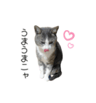 かりんと愉快な仲間たち♪(猫・ねこ・ネコ)（個別スタンプ：17）