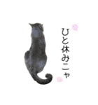 かりんと愉快な仲間たち♪(猫・ねこ・ネコ)（個別スタンプ：19）