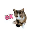 かりんと愉快な仲間たち♪(猫・ねこ・ネコ)（個別スタンプ：20）