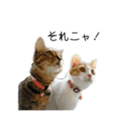 かりんと愉快な仲間たち♪(猫・ねこ・ネコ)（個別スタンプ：21）