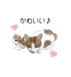 かりんと愉快な仲間たち♪(猫・ねこ・ネコ)（個別スタンプ：22）